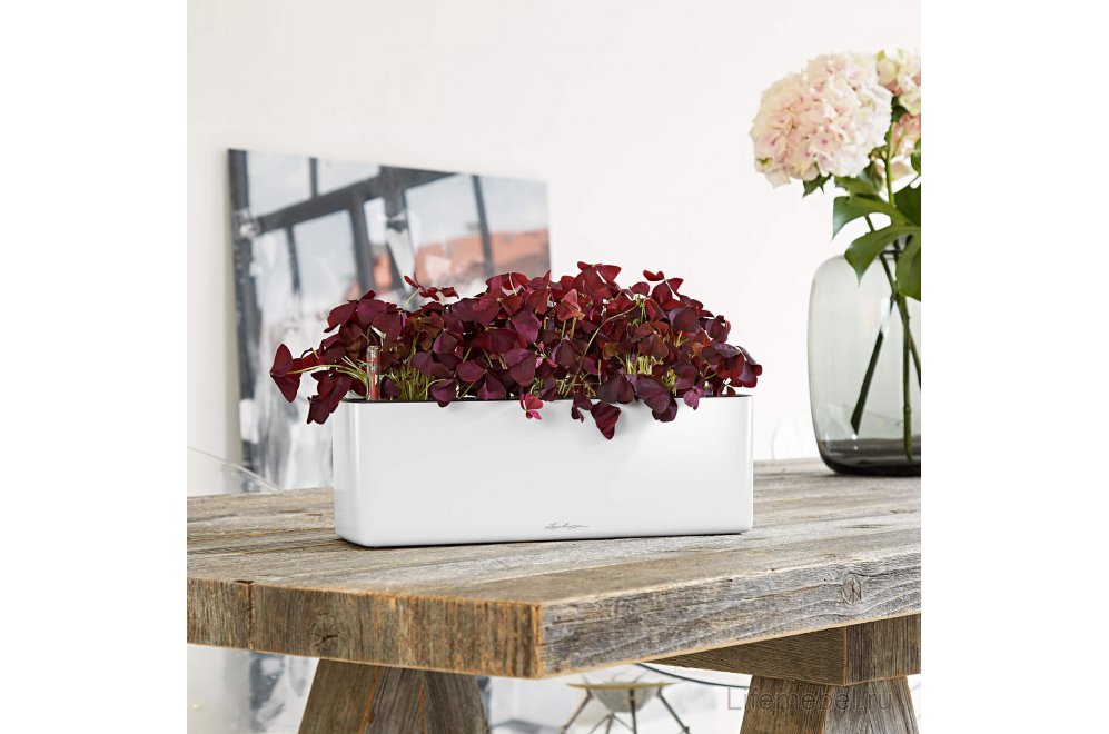 Lechuza Cube Glossy